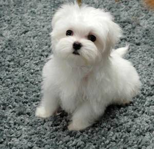 Q3360 little Tiny Maltese beautiful puppy #MKA