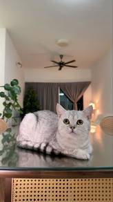 Bsh Silver Shaded