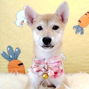 Shiba