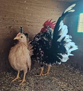 Sepasang Ayam Serama