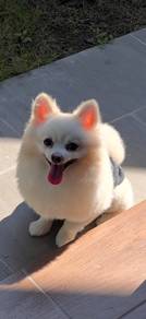 Pomeranian Stud Service