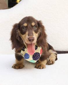 MINIATURE DACHSHUND Puppies VIP40🐻 Male