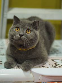 Bsh male for sale