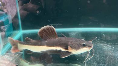 red tail catfish 
