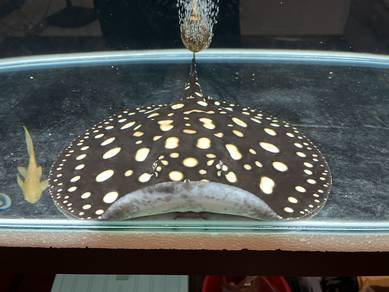 Stingray