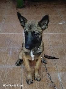 Belgium Shepard/  Malinois