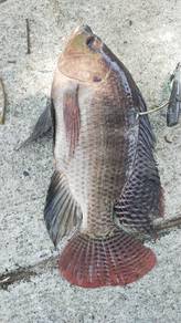 Ikan talapia segar