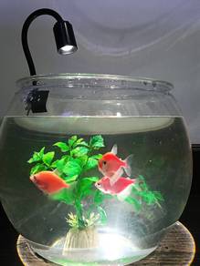 Bekas Ikan Plastik Lutsinar-Fish Bowl