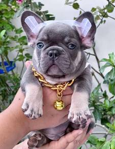 FRENCH BULLDOG PUPPIES🌻A195 Lilac Tan Male/Female