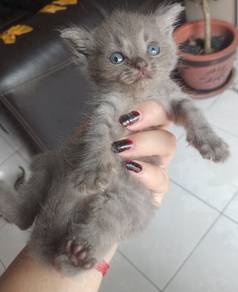 BSH Mix Persian (KITTEN)