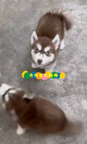 Husky (M)