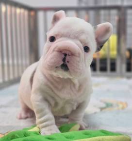 FRENCH BULLDOG PUPPIES FP212🌻 Cute & Big Rope