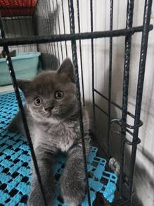 Kitten British short hair