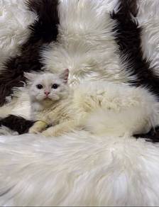 persian cat