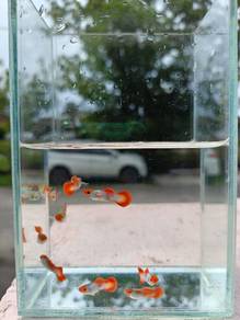 Home Breed Koi Guppy