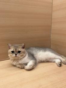 BSH Golden Blue