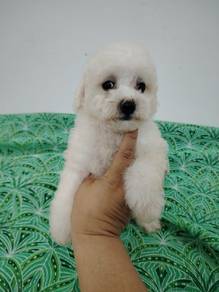 Poodle