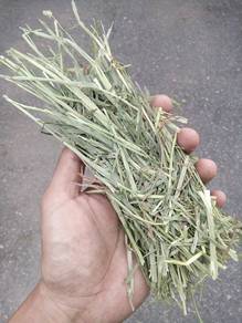Timothy Rumput Segar