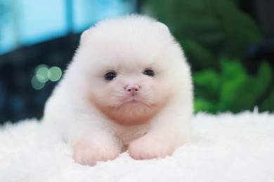 Pomeranian