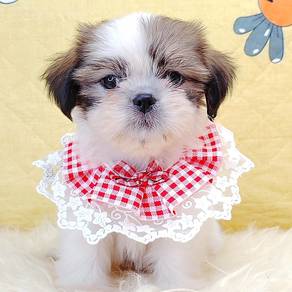 Shih Tzu