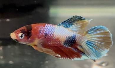 plakat fancy galaxy betta fish