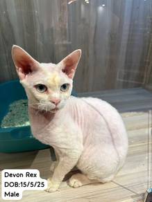 Devon Rex Untuk Dijual !!
