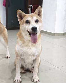 8yrs+ Shiba Inu female 