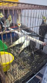 Cockateil matang