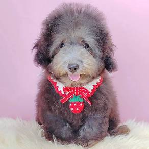 Poodle