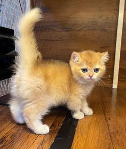 British Short Hair Golden