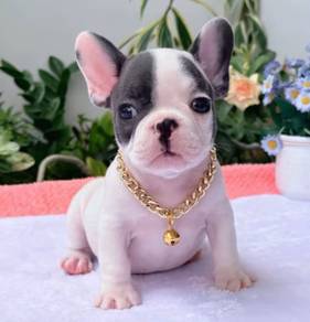 FRENCH BULLDOG PUPPIES 7S70🌻 Available Female