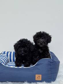 Super low Price Small Size Terrier Mix