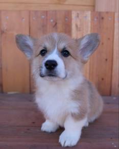 Corgi puppies 