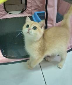 Premium BSH golden kitten