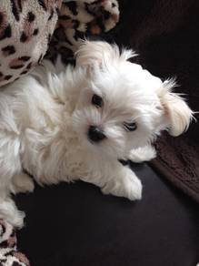 K3966 Plush Maltese Cute Little White Puppy Baby D