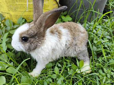 Ordinary rabbit baby 