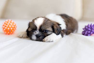 Shih tzu