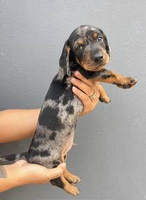 MINIATURE DACHSHUND Puppies D37 🐻 Good-looking M
