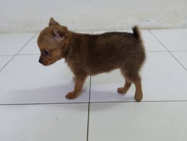 7 weeks old female Pomeranian mix 
