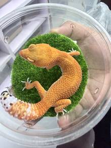 Leopard Gecko