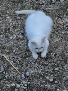 kucing 