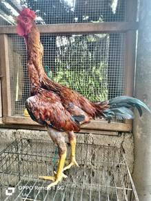 Mika farm