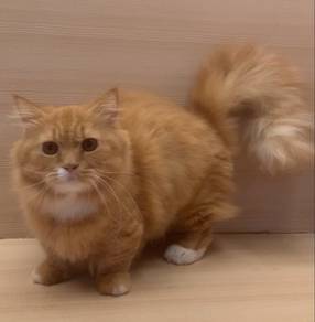 Munchkin Long Hair