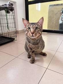 Cat Kitten To Adopt Rehome