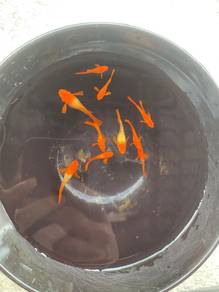 Red Ear Koi Guppy Fish Vietnam (Pair)