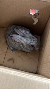 Arnab Rehome