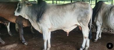 lembu korban