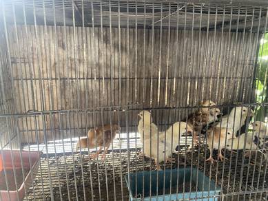 Anak Ayam Penelur
