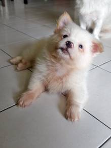 mix puppy