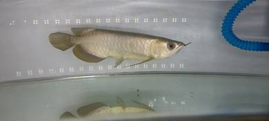 Arowana 24k